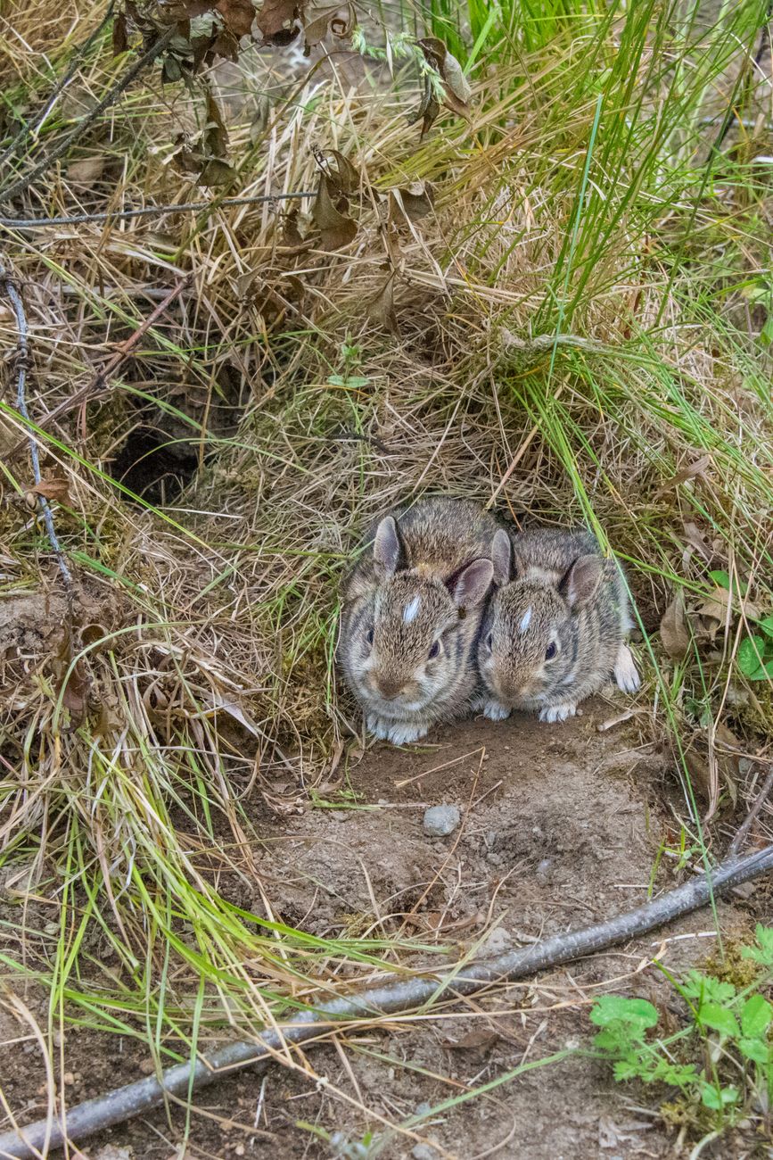 The Bunny, the Crow and the Mockingbird